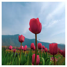 Tulip tour kashmir - Countryside Kashmir